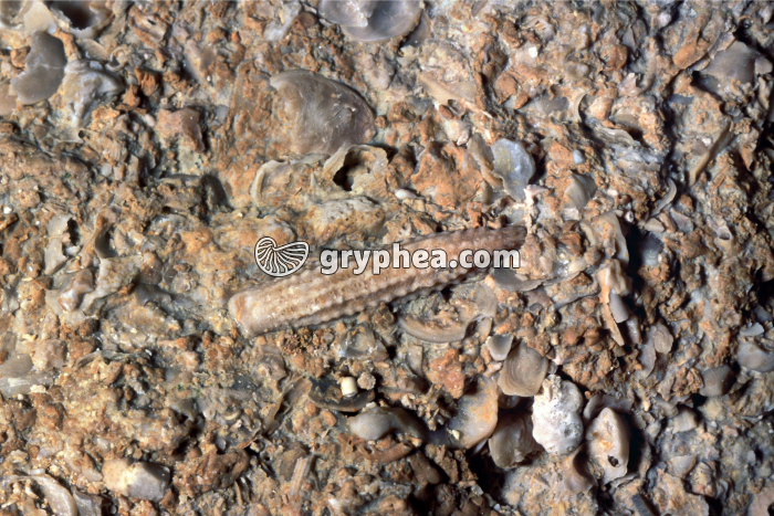 Piquant d'oursin fossile dans un calcaire corallien - gryphea.org